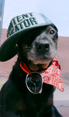 Lucky Hustle And Woodrock Campaign Aims To Help Dogs Find A Home Before Christmas Lucky Hustle And Woodrock Campaign Aims To Help Dogs Find A Home Before Christmas