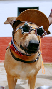 Lucky Hustle And Woodrock Campaign Aims To Help Dogs Find A Home Before Christmas 