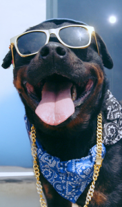 Lucky Hustle And Woodrock Campaign Aims To Help Dogs Find A Home Before Christmas 