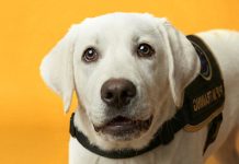 VML Creates New Campaign For SA Guide-Dogs Association For The Blind VML Creates New Campaign For SA Guide-Dogs Association For The Blind